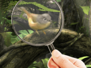 Fairy Woods Hidden Objects