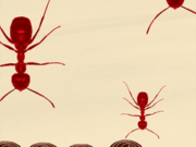 Smash All Ants