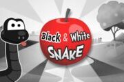 Black and white snake
